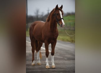 Húngaro, Caballo castrado, 6 años, 153 cm, Alazán