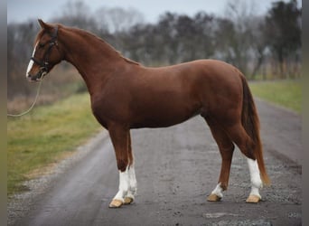Húngaro, Caballo castrado, 6 años, 153 cm, Alazán