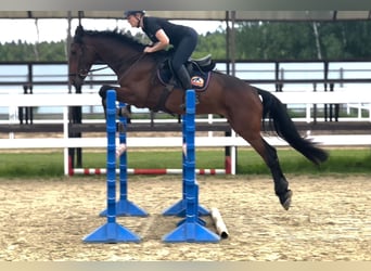 Húngaro, Caballo castrado, 6 años, 163 cm, Castaño