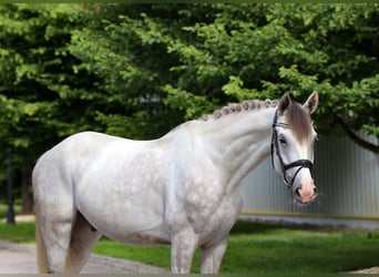 Húngaro, Caballo castrado, 6 años, 164 cm