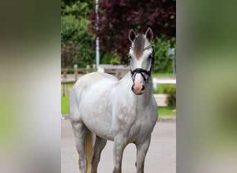 Húngaro, Caballo castrado, 6 años, 164 cm