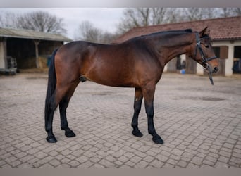 Húngaro Mestizo, Caballo castrado, 6 años, 164 cm, Castaño