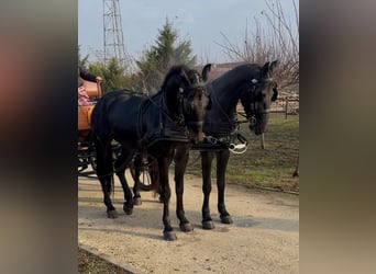 Húngaro, Caballo castrado, 6 años, 165 cm