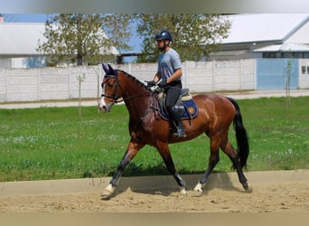 Húngaro, Caballo castrado, 6 años, 165 cm, Castaño rojizo