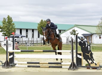 Húngaro, Caballo castrado, 6 años, 165 cm, Castaño rojizo