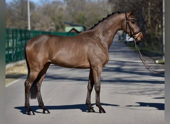 Húngaro, Caballo castrado, 6 años, 165 cm, Castaño rojizo