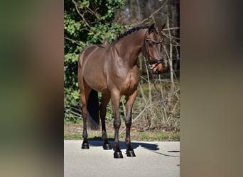 Húngaro, Caballo castrado, 6 años, 165 cm, Castaño rojizo