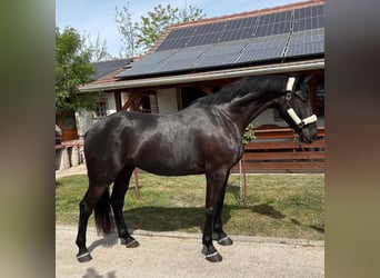 Húngaro, Caballo castrado, 6 años, 165 cm, Negro