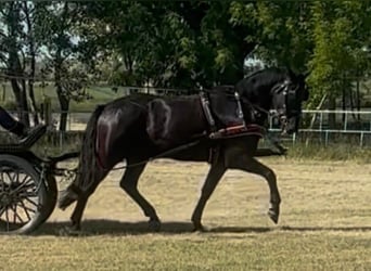 Húngaro, Caballo castrado, 6 años, 165 cm, Negro