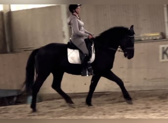Húngaro, Caballo castrado, 6 años, 165 cm, Negro