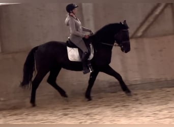 Húngaro, Caballo castrado, 6 años, 165 cm, Negro