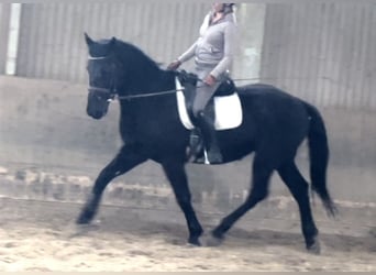 Húngaro, Caballo castrado, 6 años, 165 cm, Negro