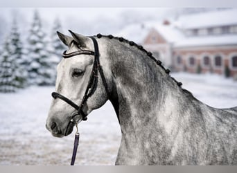 Húngaro, Caballo castrado, 6 años, 165 cm, Tordo