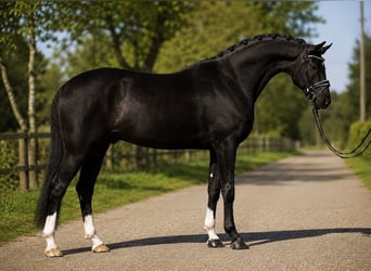 Húngaro, Caballo castrado, 6 años, 167 cm, Negro