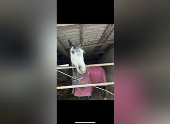 Húngaro, Caballo castrado, 6 años, 167 cm, Tordo