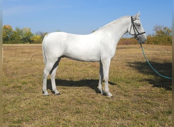 Húngaro, Caballo castrado, 6 años, 173 cm, Tordo