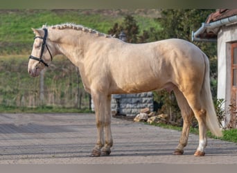 Húngaro, Caballo castrado, 7 años, 150 cm