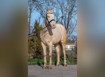 Húngaro, Caballo castrado, 7 años, 150 cm