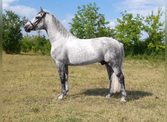Húngaro, Caballo castrado, 7 años, 163 cm, Tordo
