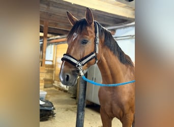 Húngaro, Caballo castrado, 7 años, 165 cm, Castaño