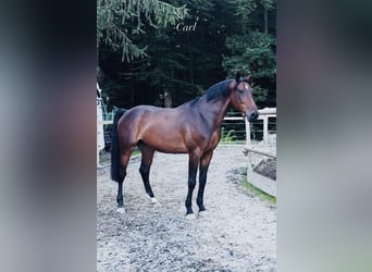 Húngaro, Caballo castrado, 7 años, 165 cm, Castaño oscuro