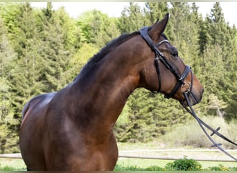Húngaro, Caballo castrado, 7 años, 165 cm, Castaño oscuro