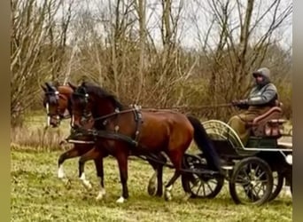 Húngaro, Caballo castrado, 7 años, 165 cm, Castaño rojizo