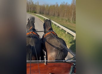 Húngaro, Caballo castrado, 7 años, 165 cm, Negro