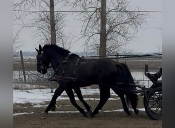 Húngaro, Caballo castrado, 7 años, 165 cm, Negro