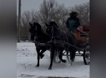 Húngaro, Caballo castrado, 7 años, 165 cm, Negro