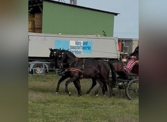 Húngaro, Caballo castrado, 7 años, 165 cm, Negro