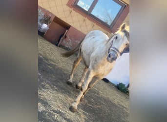 Húngaro, Caballo castrado, 7 años, 165 cm, Tordo rodado