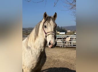 Húngaro, Caballo castrado, 7 años, 165 cm, Tordo rodado