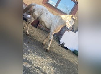 Húngaro, Caballo castrado, 7 años, 165 cm, Tordo rodado