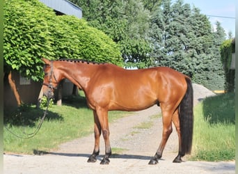 Húngaro, Caballo castrado, 7 años, 167 cm, Castaño