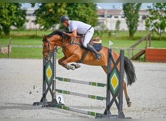 Húngaro, Caballo castrado, 7 años, 167 cm, Castaño