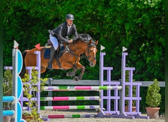 Húngaro, Caballo castrado, 7 años, 167 cm, Castaño