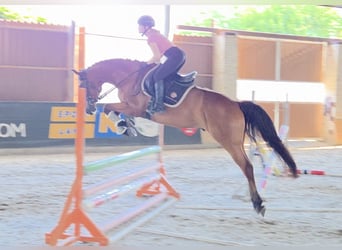 Húngaro, Caballo castrado, 7 años, 167 cm, Castaño