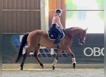 Húngaro, Caballo castrado, 7 años, 167 cm, Castaño