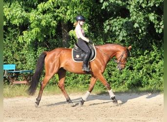 Húngaro, Caballo castrado, 7 años, 167 cm, Castaño