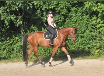 Húngaro, Caballo castrado, 7 años, 167 cm, Castaño