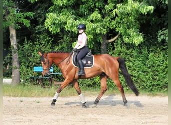 Húngaro, Caballo castrado, 7 años, 167 cm, Castaño