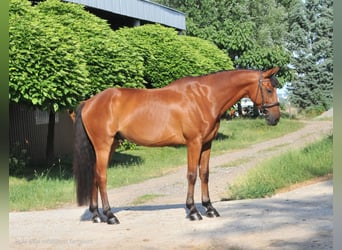 Húngaro, Caballo castrado, 7 años, 167 cm, Castaño