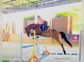 Húngaro, Caballo castrado, 7 años, 167 cm, Castaño