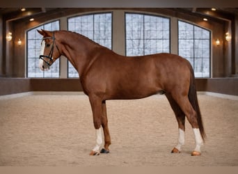 Húngaro, Caballo castrado, 7 años, 168 cm, Alazán-tostado