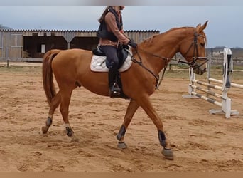 Húngaro, Caballo castrado, 7 años, 172 cm, Alazán