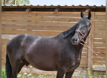 Húngaro, Caballo castrado, 8 años, 155 cm, Negro