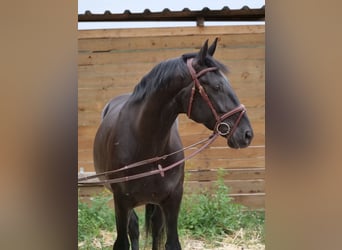 Húngaro, Caballo castrado, 8 años, 155 cm, Negro