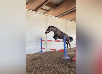 Húngaro, Caballo castrado, 8 años, 162 cm, Castaño oscuro