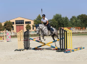 Húngaro Mestizo, Caballo castrado, 8 años, 163 cm, Tordo